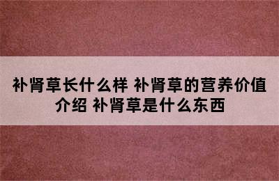 补肾草长什么样 补肾草的营养价值介绍 补肾草是什么东西